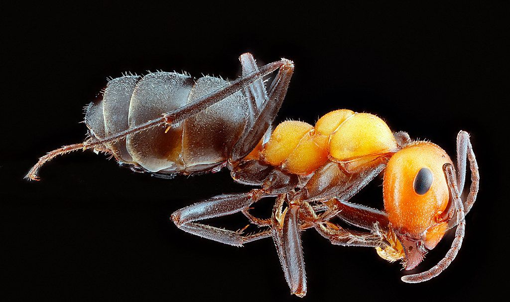 Ant Control service in Bridgeport, CT