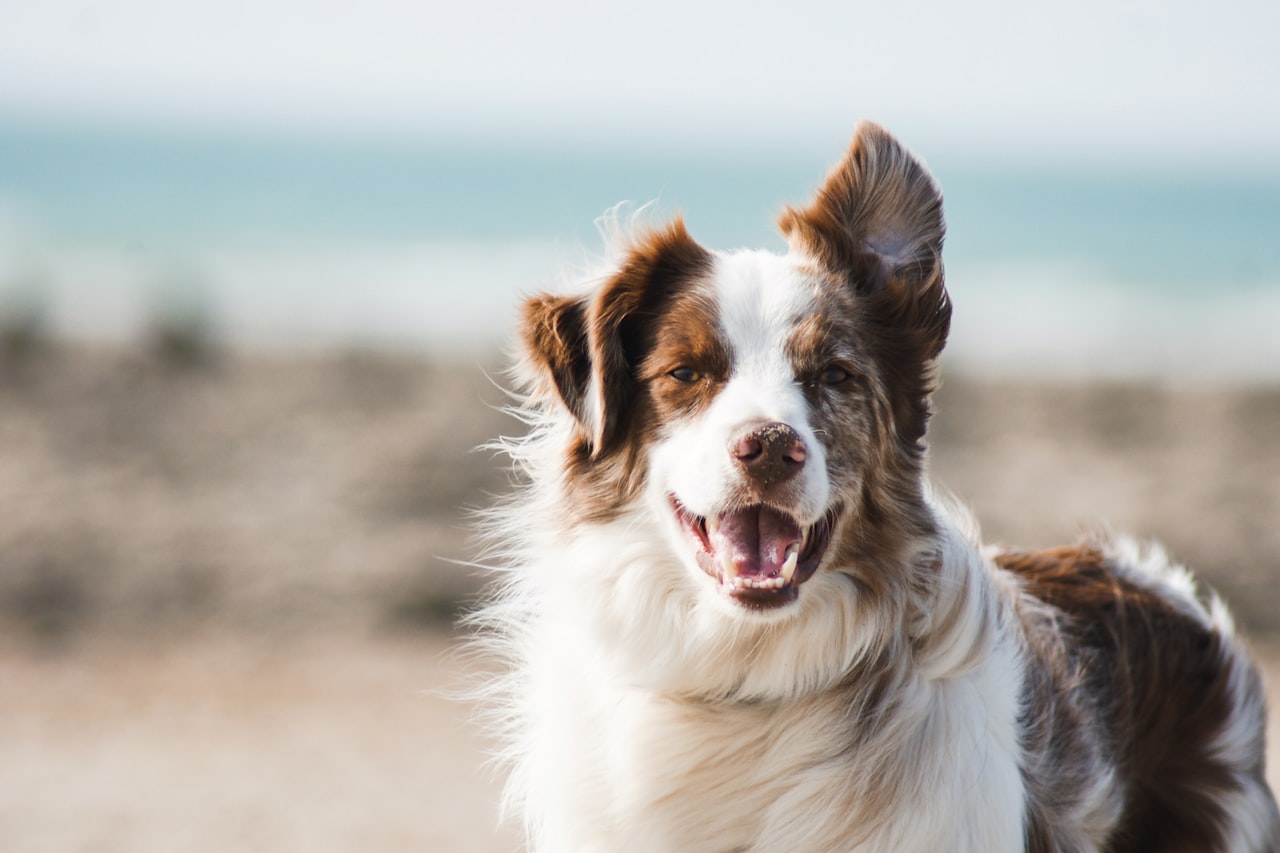 Flea & Tick Control service in Bridgeport, CT
