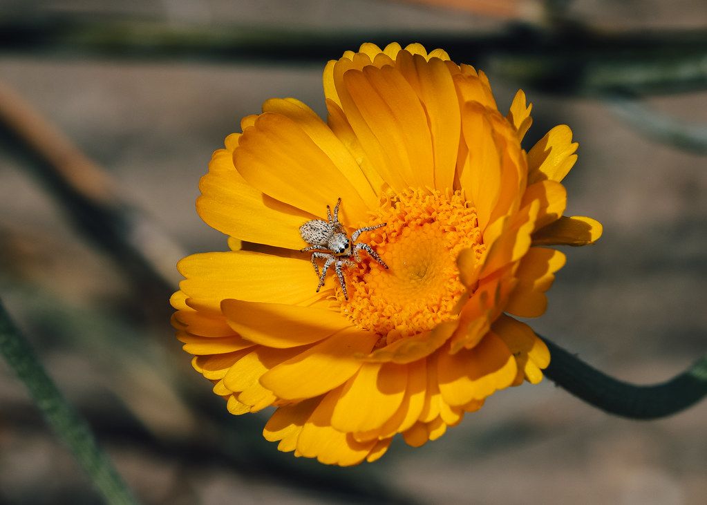 Spider Control service in Bridgeport, CT